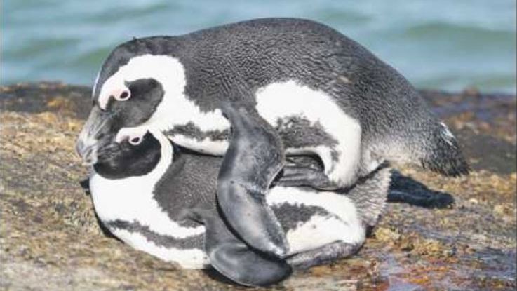 Safari park ve Dvoře Králové usiluje o ohrožené tučňáky