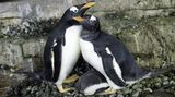 Lesbické tučňačky spolu vyseděly vejce