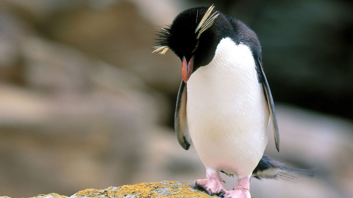 Tučňák skalní se řadí mezi zranitelné druhy.