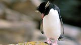 Tučňák si v zoo krátí izolaci sledováním seriálů o tučňácích