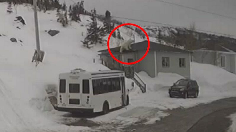 Kanaďance se po střeše procházel lední medvěd