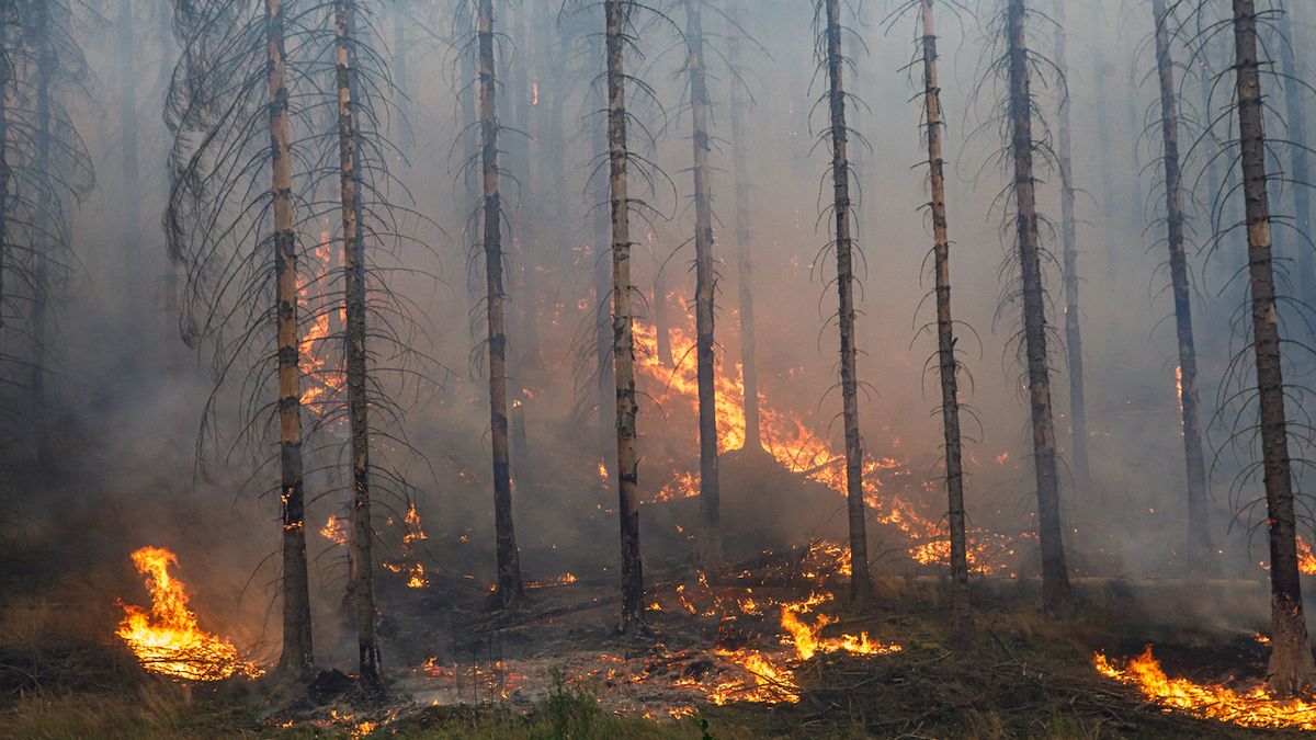 Při odklizení kůrovcového dřeva by byl požár u Hřenska rozsáhlejší, zjistila studie