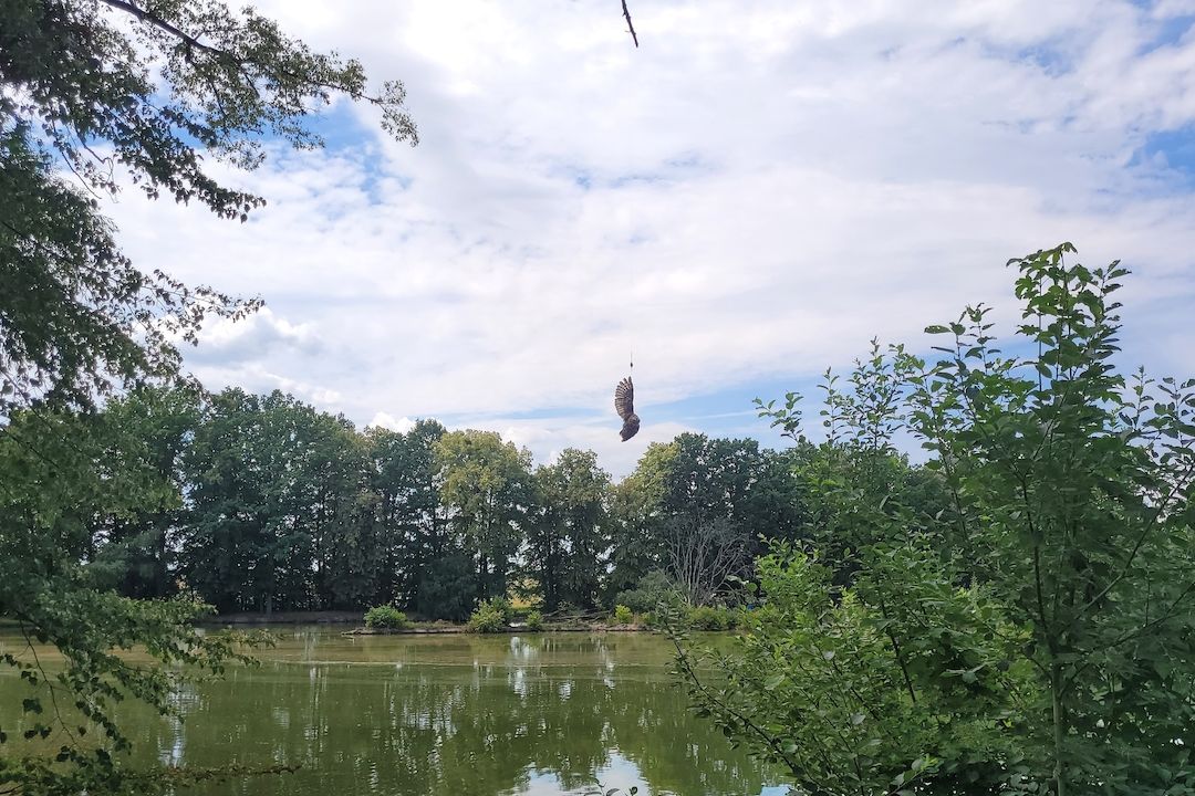 Puštík visel za křídlo zamotaný v zapomenutém rybářském vlasci nad vodou minimálně několik desítek minut.