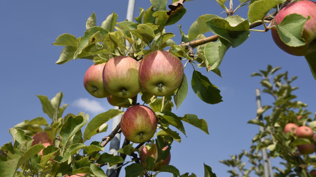 Úroda jablek má být o 22 procent vyšší než loni, hrušek bude méně