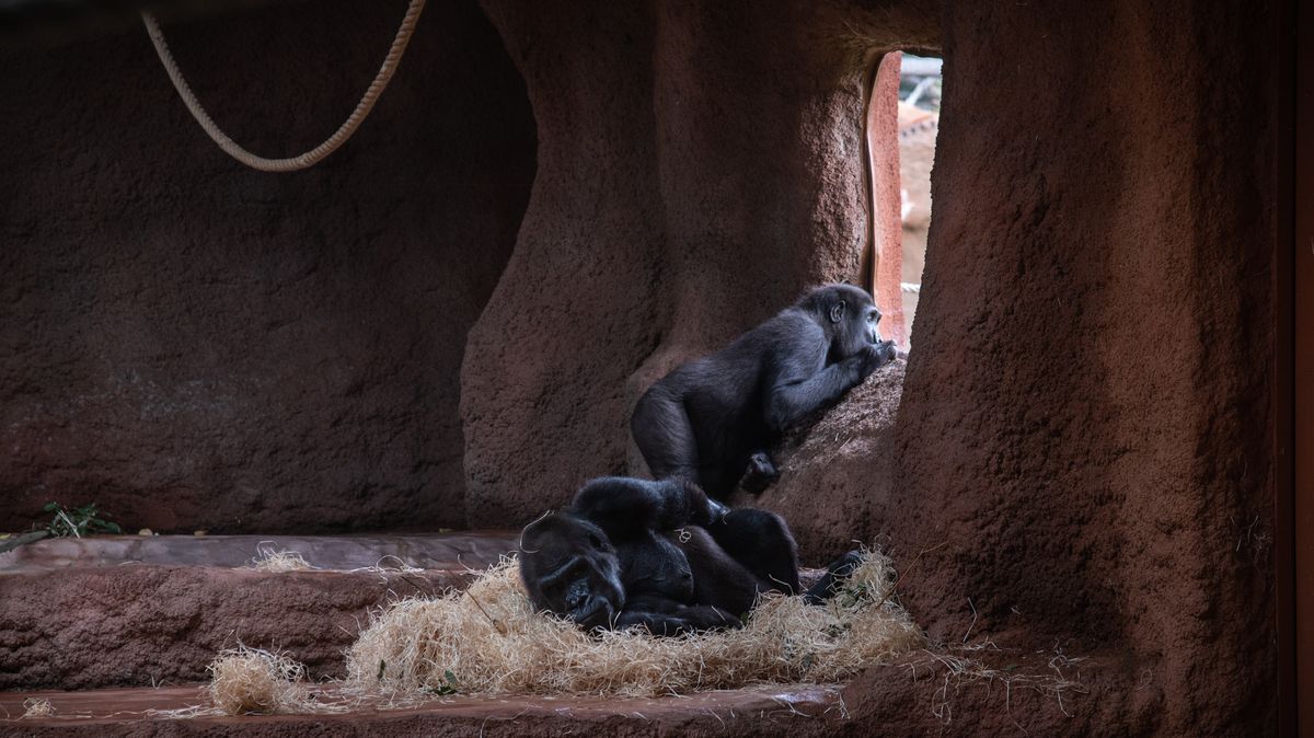 FOTO: Gorily mají nový pavilon v horní části Troji