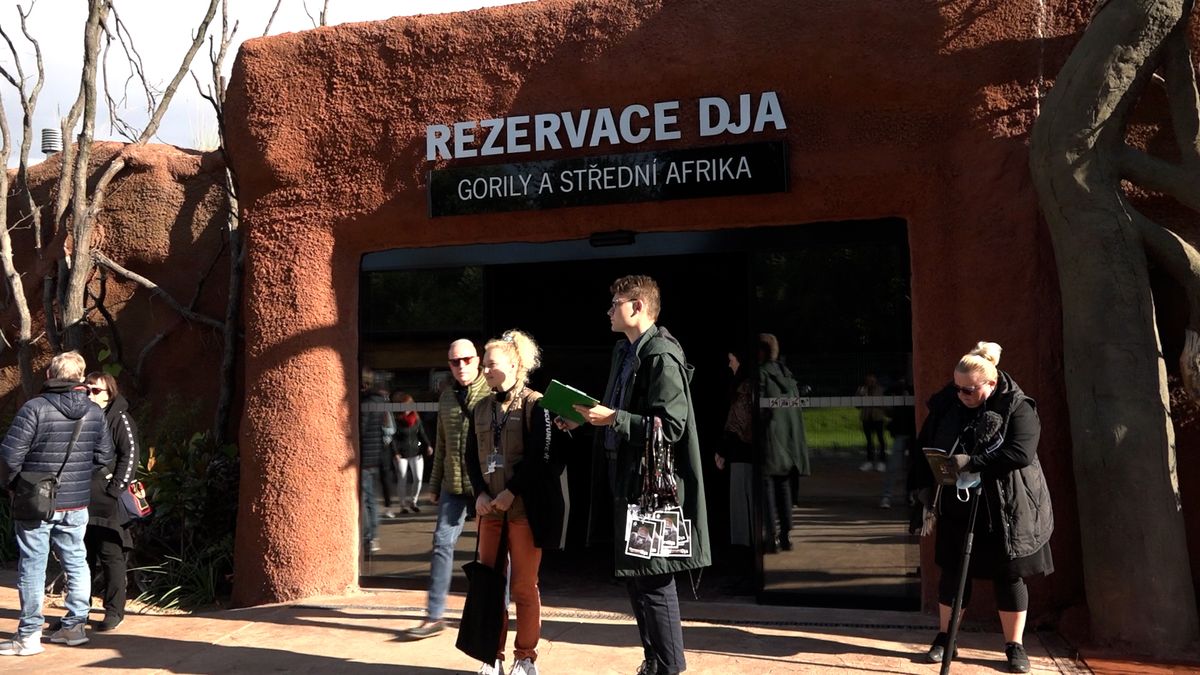 ZOO Praha ukázala nový pavilon goril za 300 milionů korun, je v něm i umělý déšť