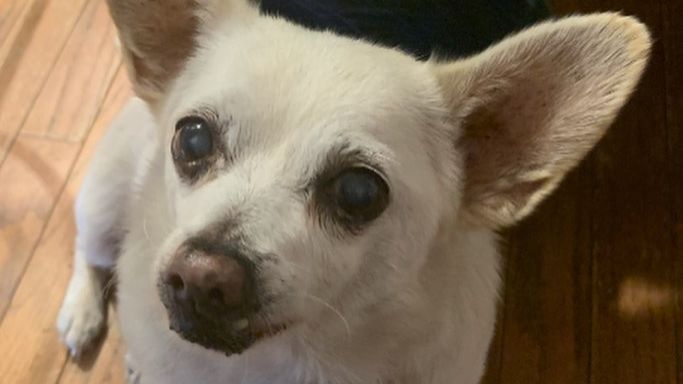 The world’s oldest dog is a chihuahua found in a supermarket