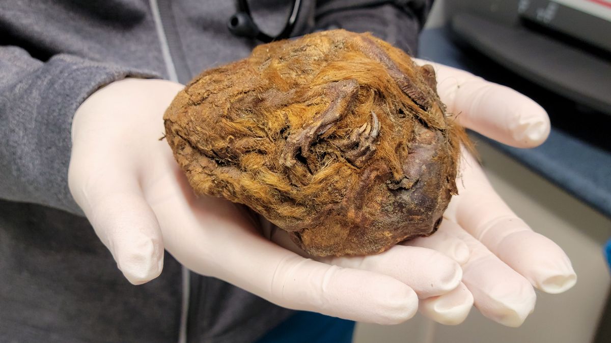 V Kanadě našli sysla z doby ledové. Je starý 30 tisíc let a vypadá jako chuchvalec