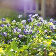 Sasanka prospívá v běžné půdě. Protože po odkvětu zatahuje, vysadíme ji s trvalkami, které mezeru po ní zacelí.