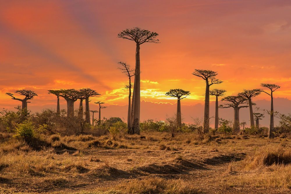 Baobab