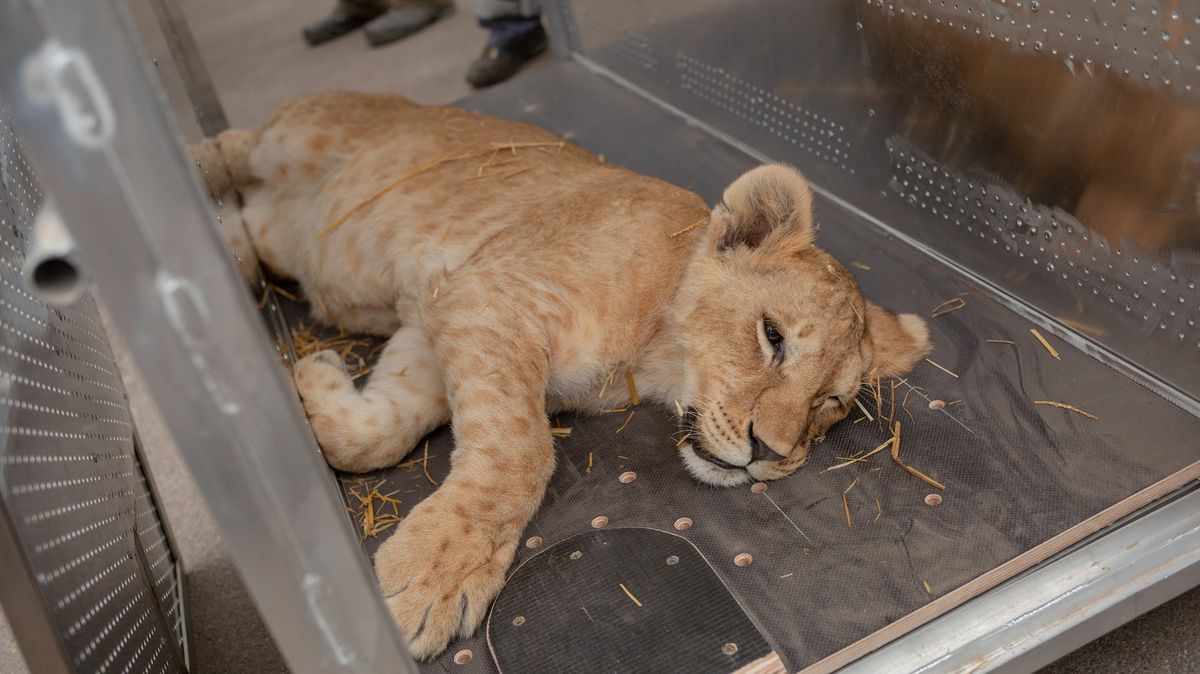 Poznaňská zoo se ujala tří lvíčat a dvou dospělých lvů z Ukrajiny