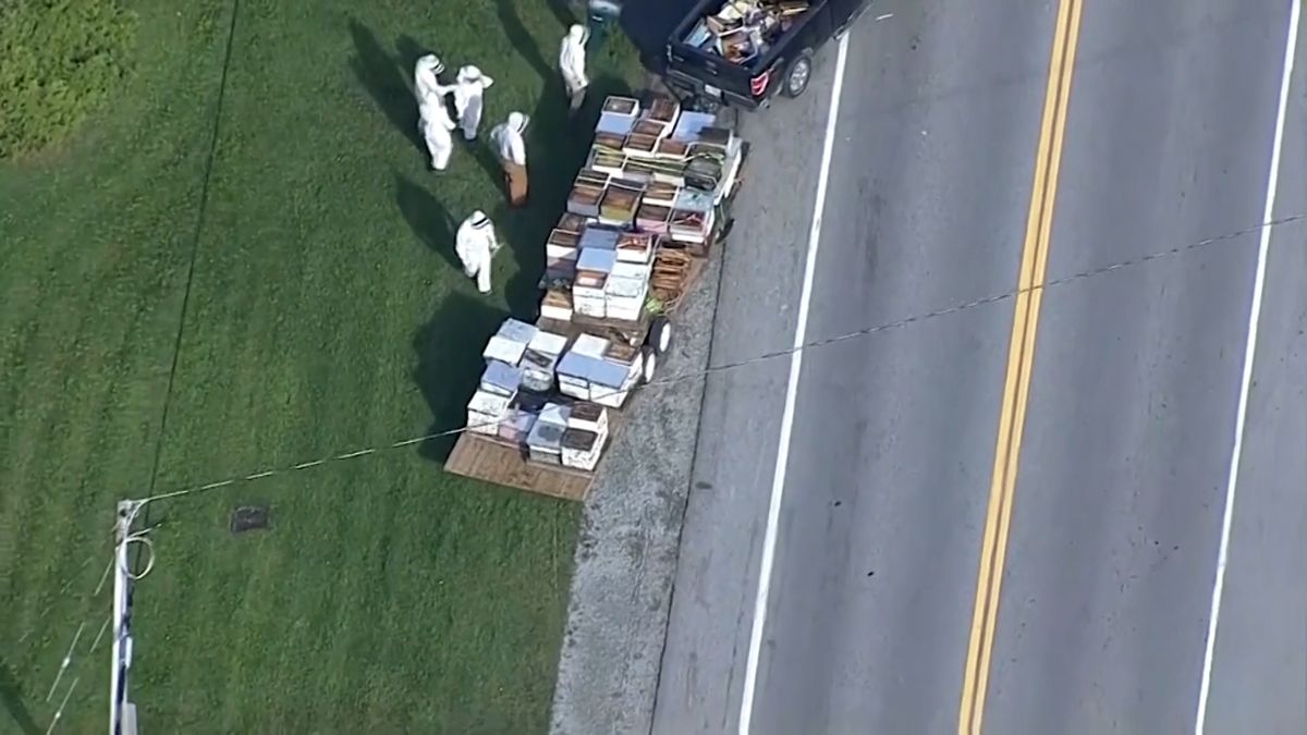 Z kamionu vypadly úly, do okolí se rozletělo pět milionů včel