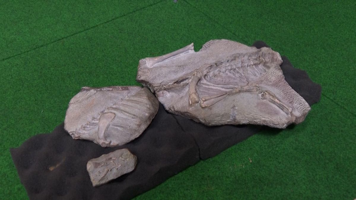 Thajští badatelé objevili nový druh dinosaura