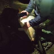 Kapr z Těrlické přehrady měří 125 centimetrů a váží 27,5 kilogramu.