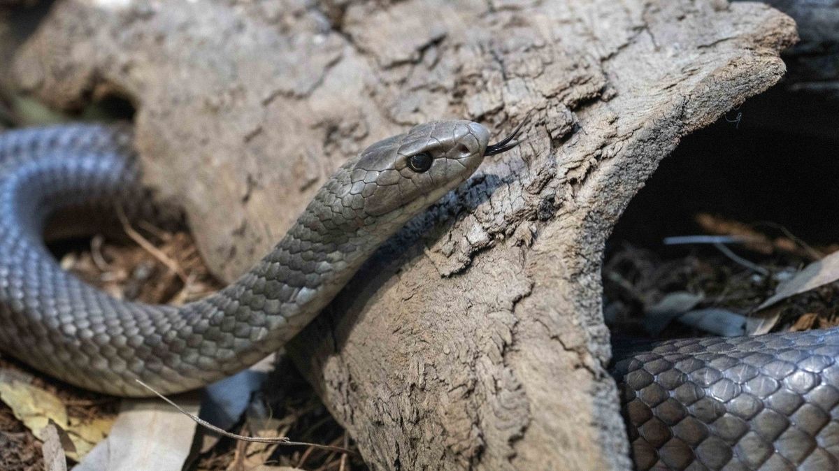 En Australie, un routard est mort après avoir été mordu par un serpent.  Il n’avait pas du tout besoin de prêter attention à la morsure