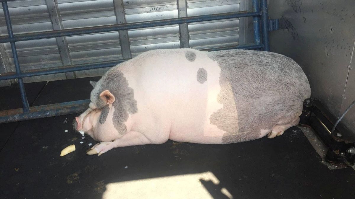 Extrémně tlusté prase na Floridě úřady odebraly chovatelce, čeká ho dieta