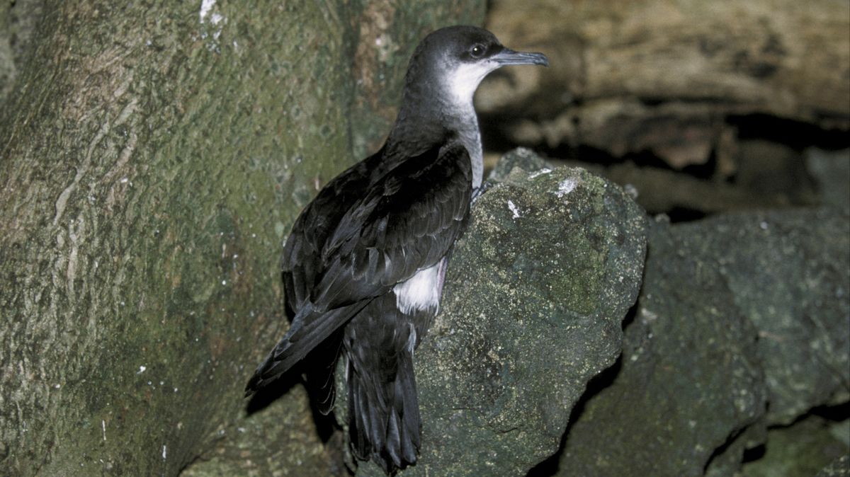 Inkluze i pro ptáky. Američtí ornitologové chtějí přejmenovat druhy s rasistickými odkazy