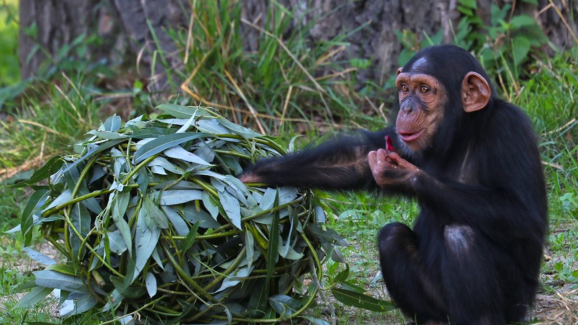 K opicím zásadně bez opice, dobře vědí v plzeňské zoo