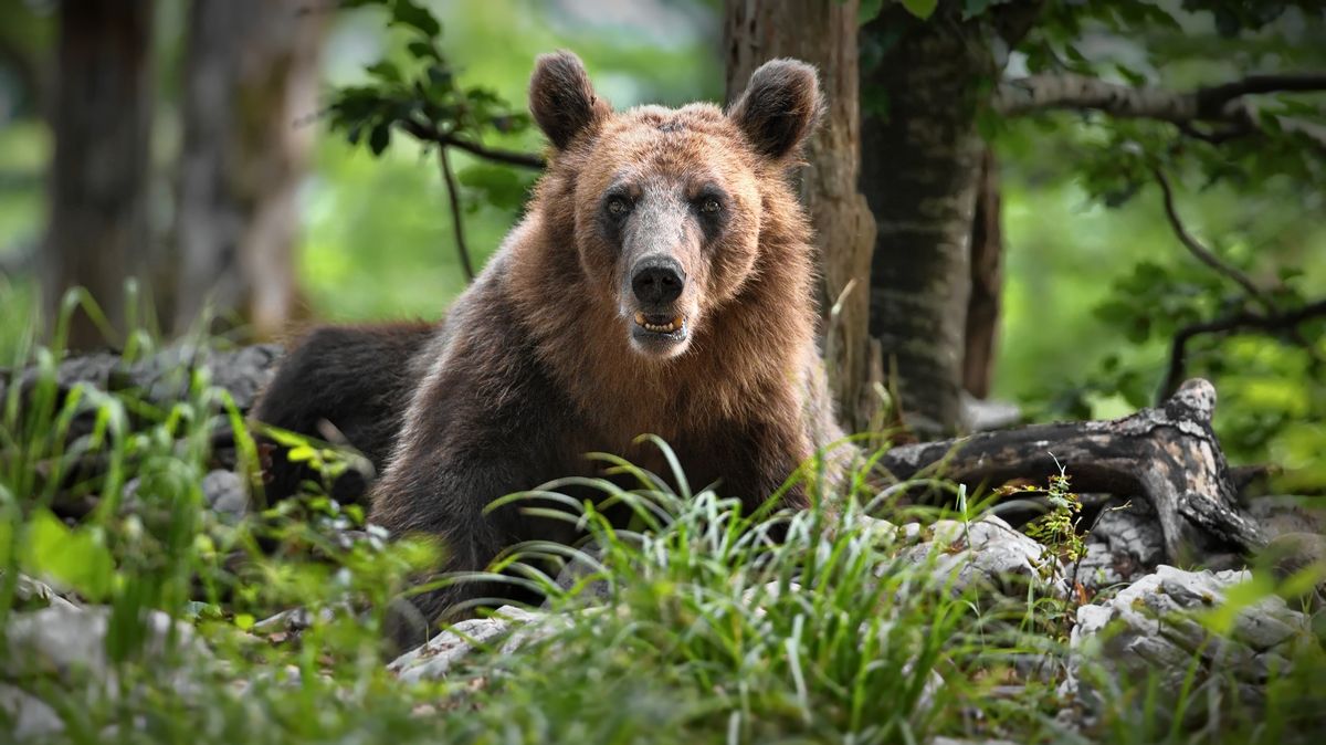 Dvojici na Slovensku naháněl medvěd. Ženu našli mrtvou