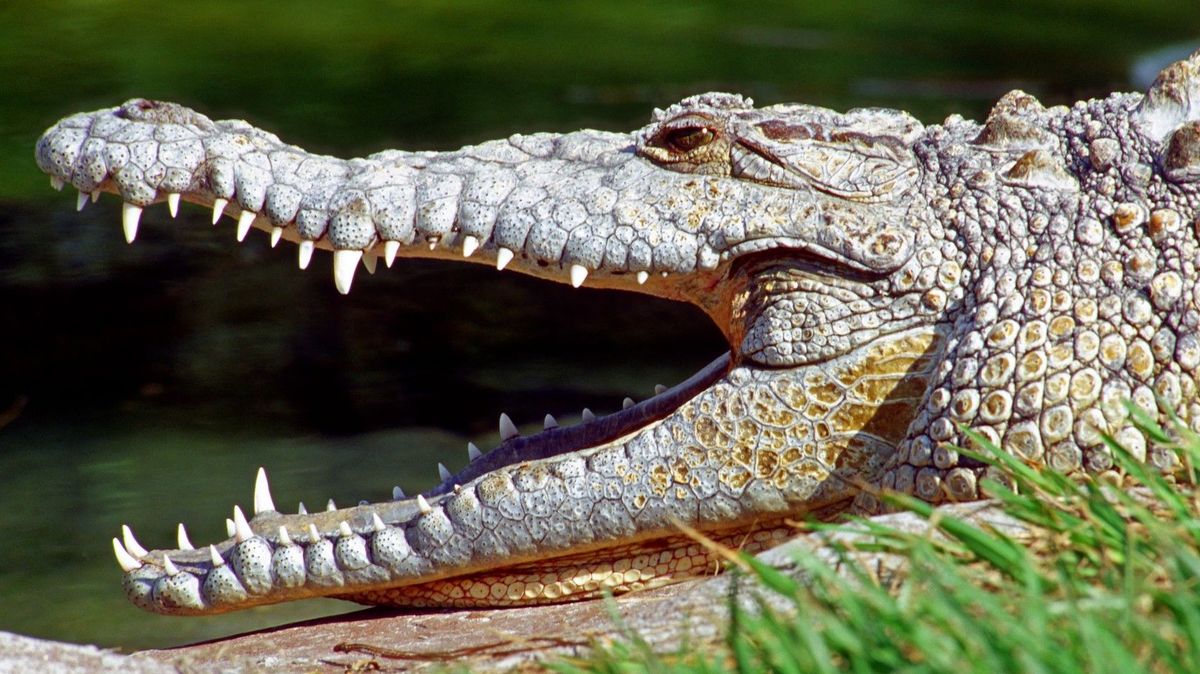 Krokodýl v Austrálii zaútočil na devítiletého chlapce. Dítě bojuje o život