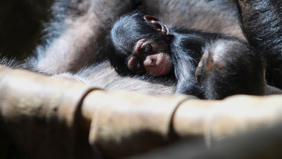 Ostravská zoo slaví. Má další mládě kriticky ohroženého šimpanze