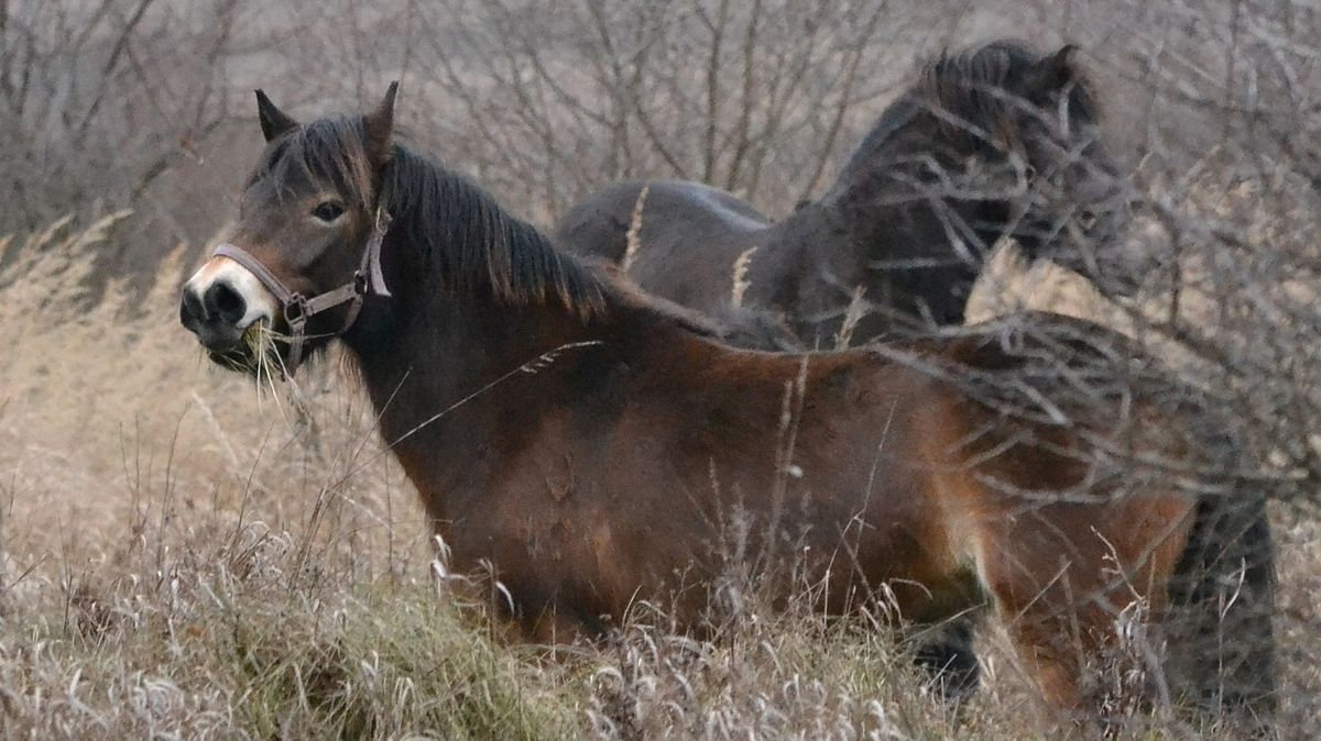 Chovatelka ze Šumperska měla týrat koně, odebrali jí celé stádo