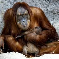 Pohlaví zatím není jasné. „Proběhly genetické testy a výsledky budou příští týden, kdy je zoo i zveřejní,“ řekl Novinkám tiskový mluvčí zoo Filip Mašek