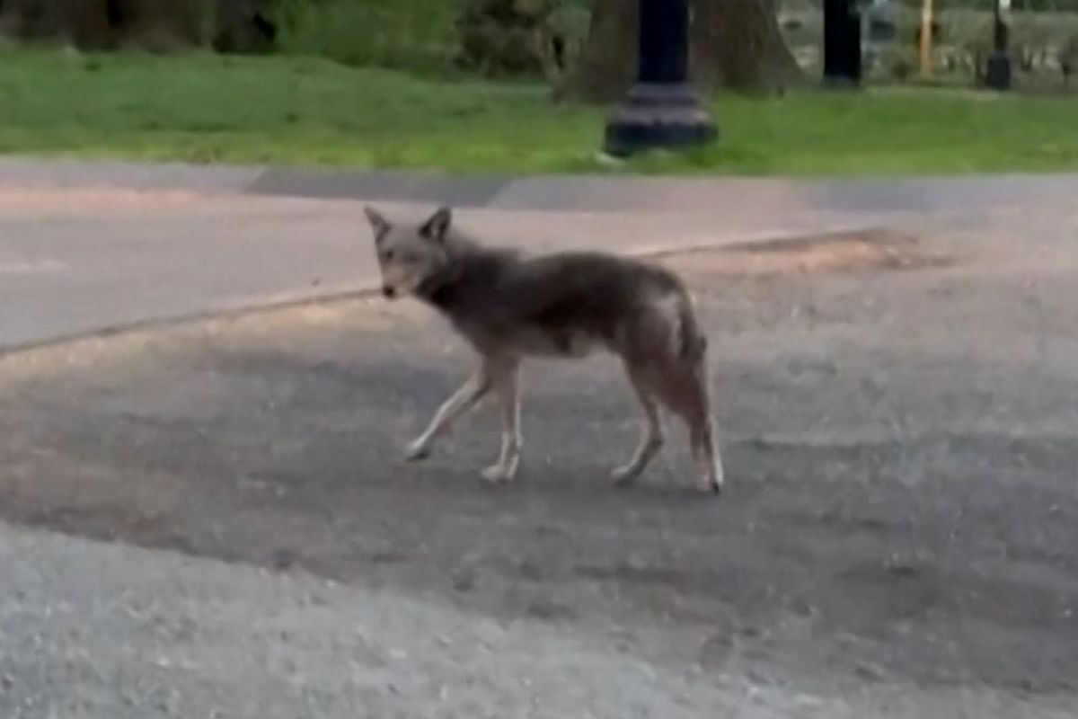 Běžec v Central Parku narazil na kojota