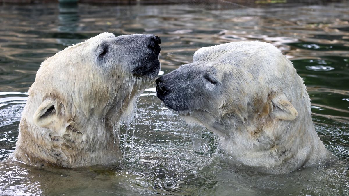 Hraví a zvědaví. Radost z nových ledních medvědů v trojské zoo zastínil úhyn Toma