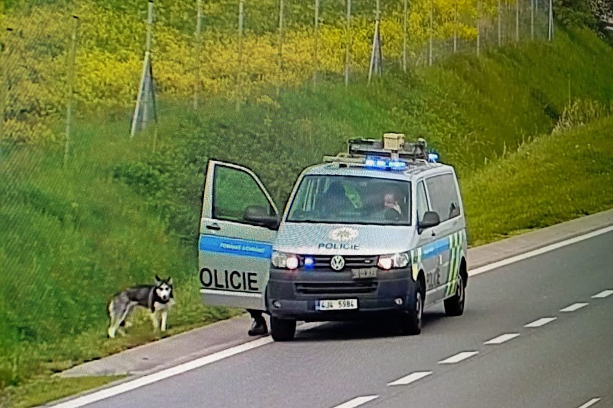 Policie na D1 nahání volně pobíhajícího huskyho 