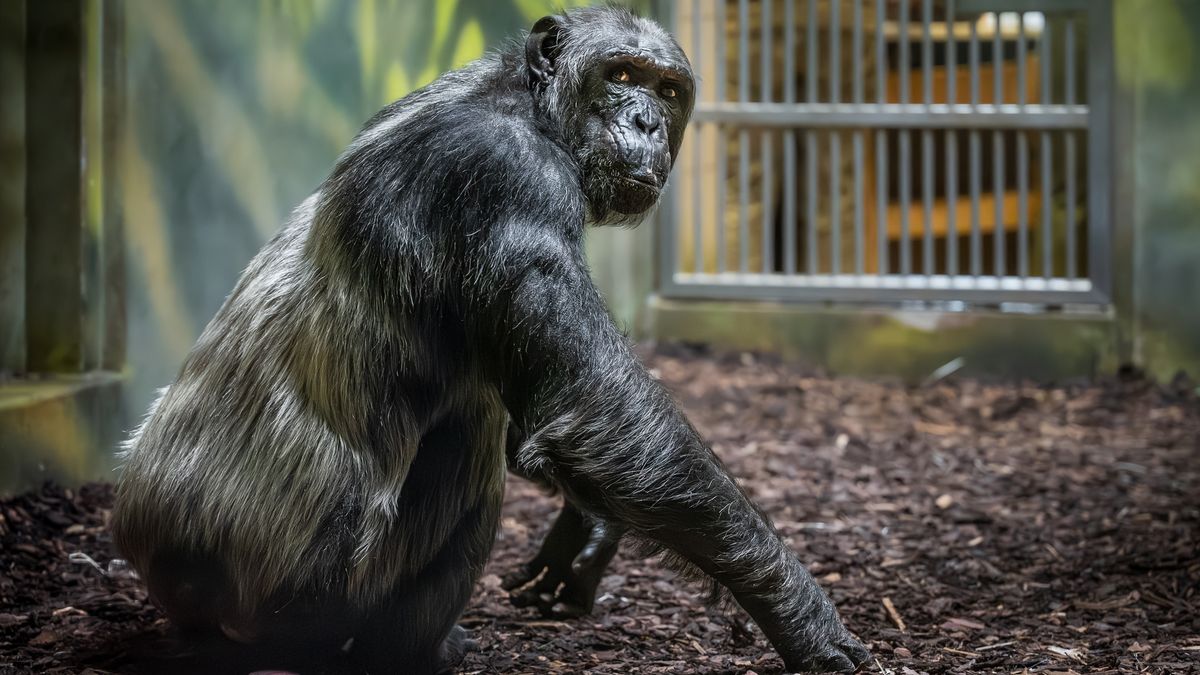 Královédvorská zoo získala vzácného šimpanze čego