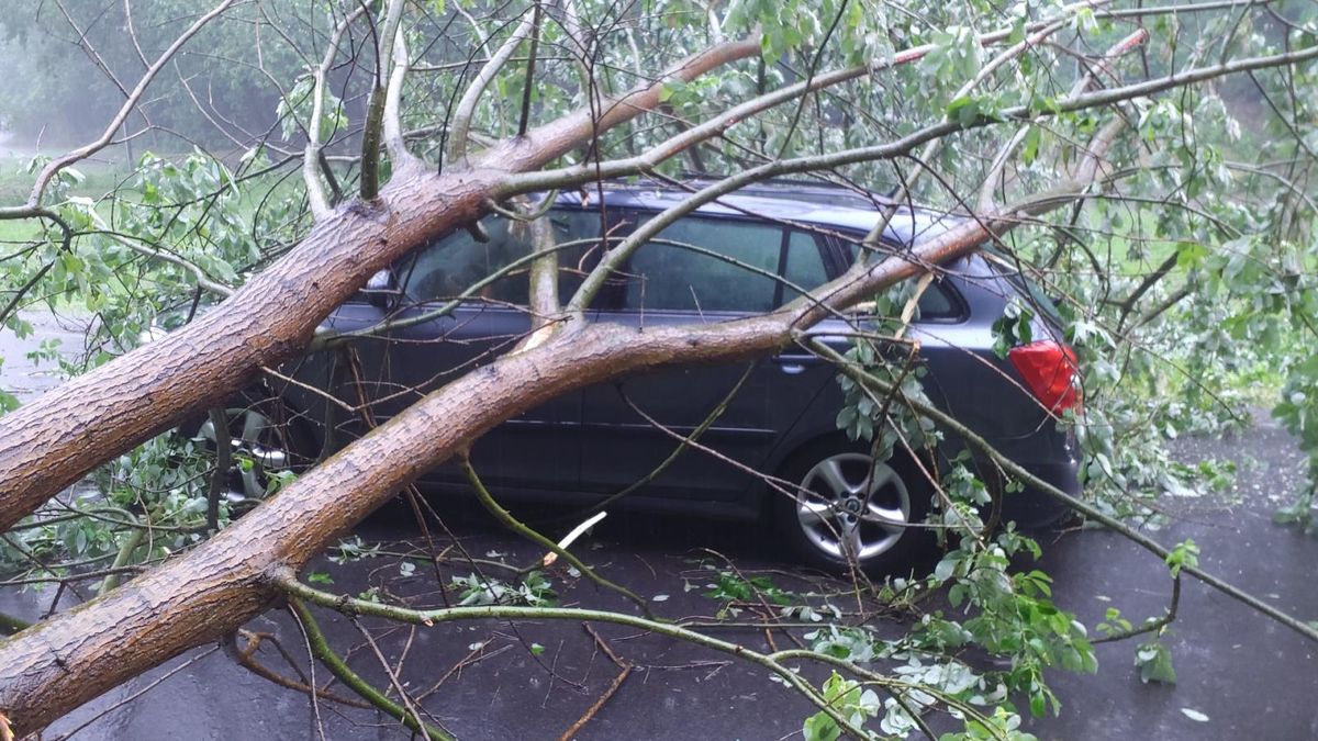 Obrovské štěstí. Řidič na Orlickoústecku přežil pád stromu bez úhony