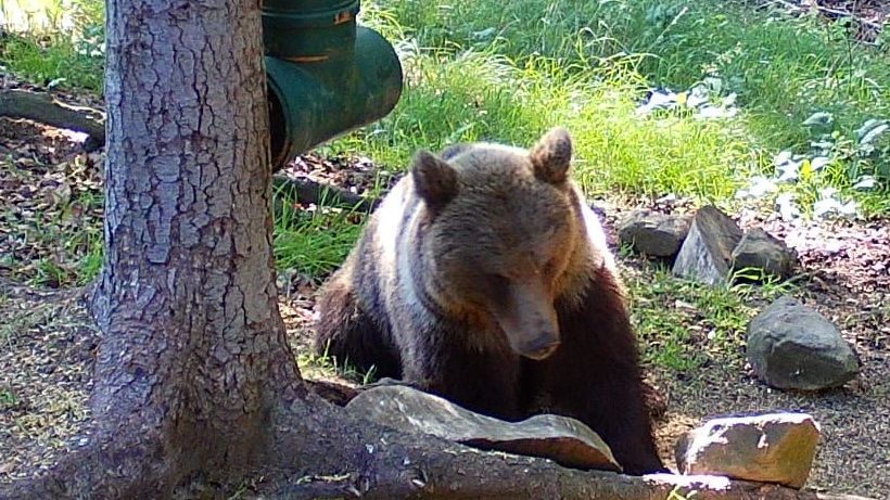 Medvěd u Zlína je zřejmě v Česku jediný, nevěstu tu hledal marně