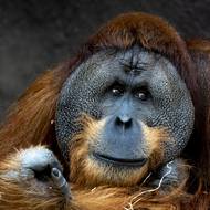 Otcem je 22letý samec Pagy