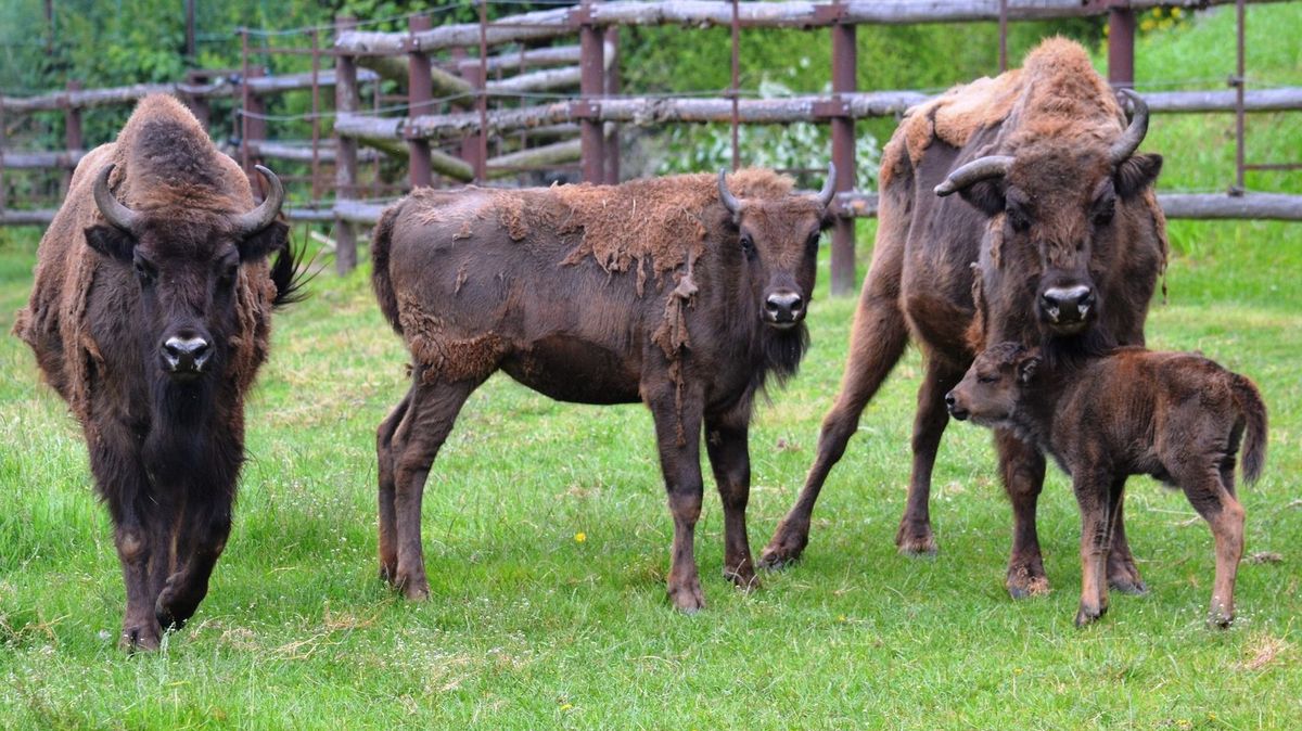 Stařenka má miminko. U plzeňských zubrů je všechno možné