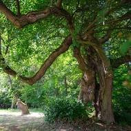 Památná lípa u Roštína - lípa malolistá, stáří cca 450 let, obvod kmene 560 cm, Zlínský kraj