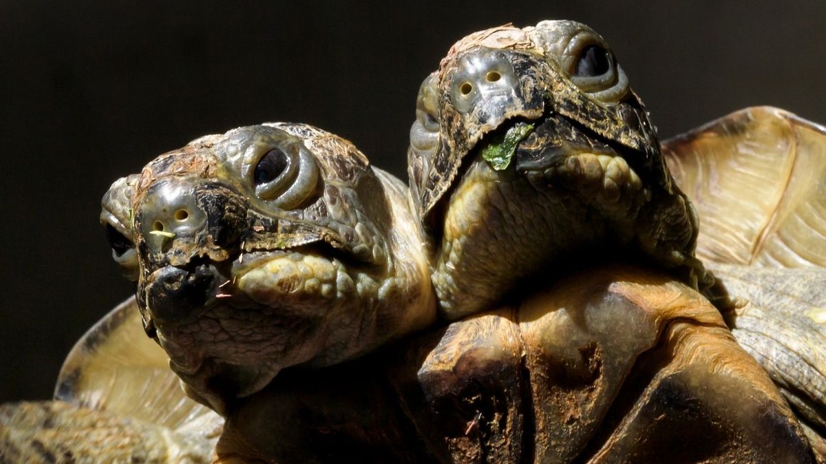 Turisté v Pamukkale objevili dvouhlavou želvu