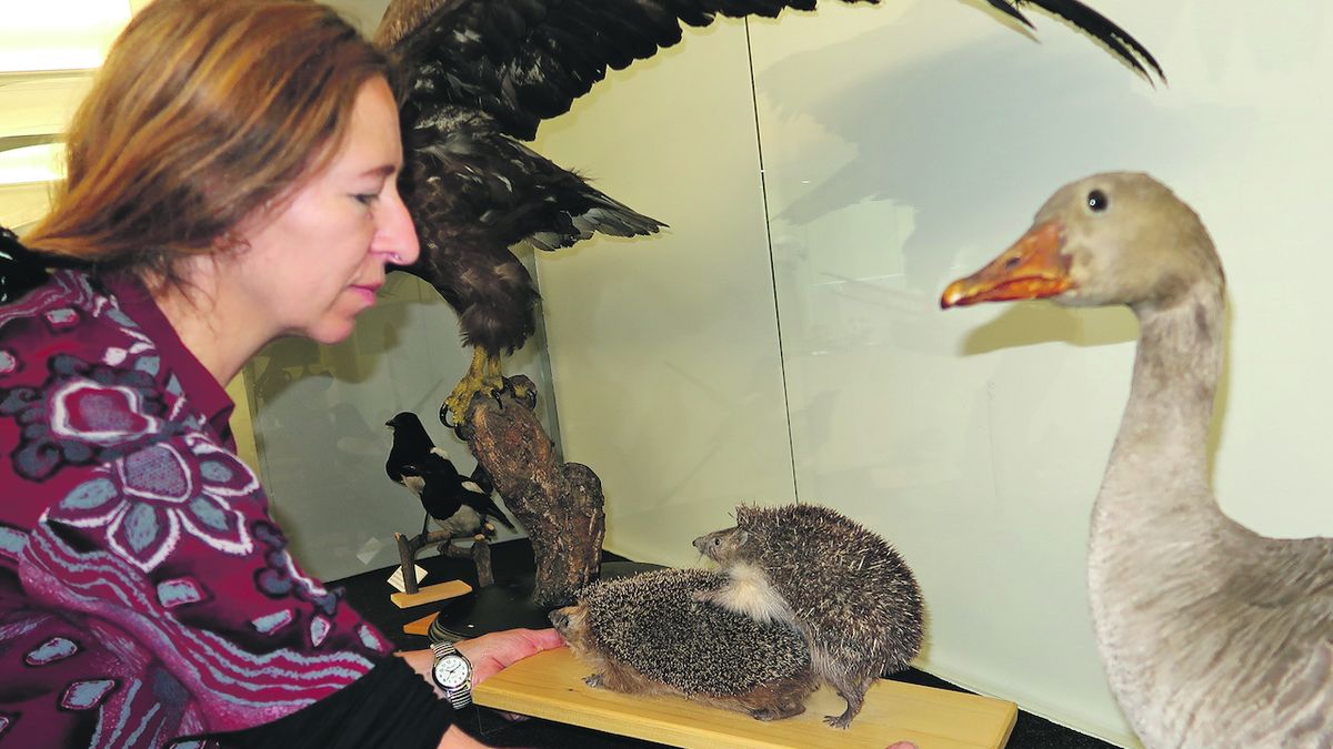 Výstava v Plzni nahlíží zvířatům do ložnic