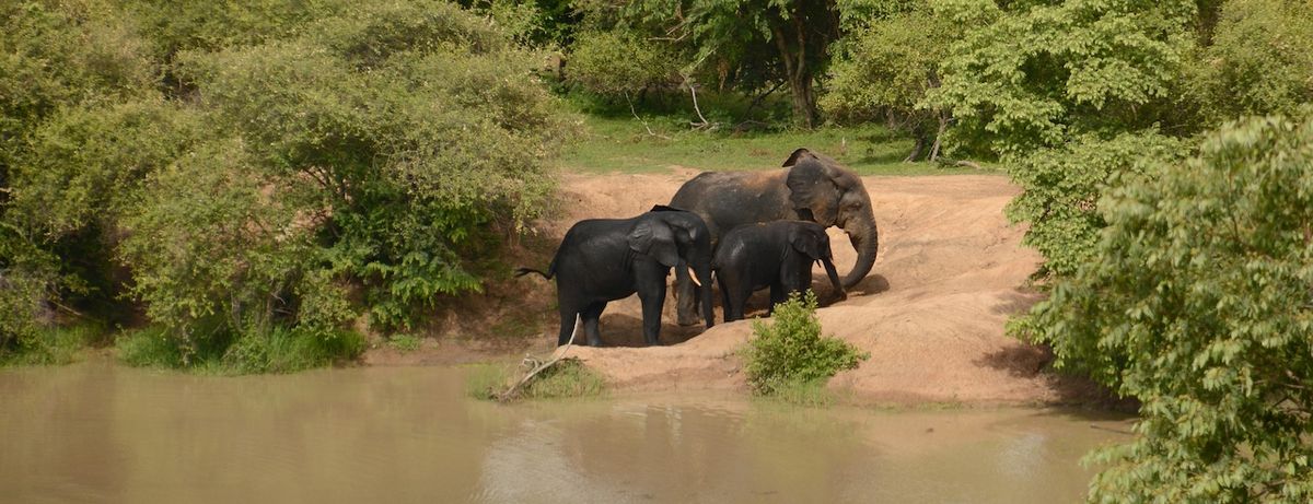 Příjemné nebývá ani setkání se slonicí v doprovodu mláďat.