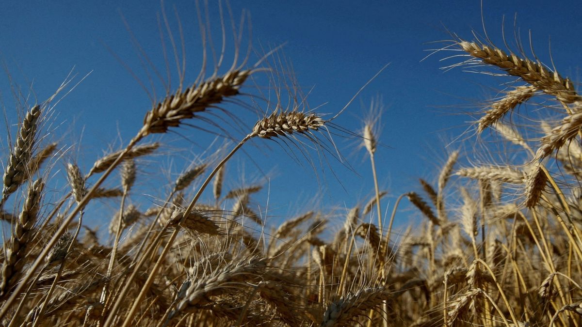 Ruská invaze dopadne na tři sklizně pšenice, nemusíme zasít, varuje Kyjev