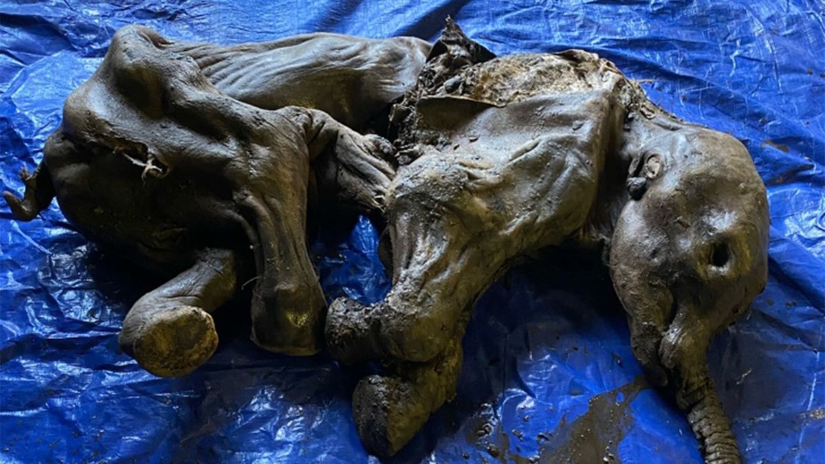 Zlatokop na Klondiku objevil vzácně zachovalou mumii mamutího mláděte