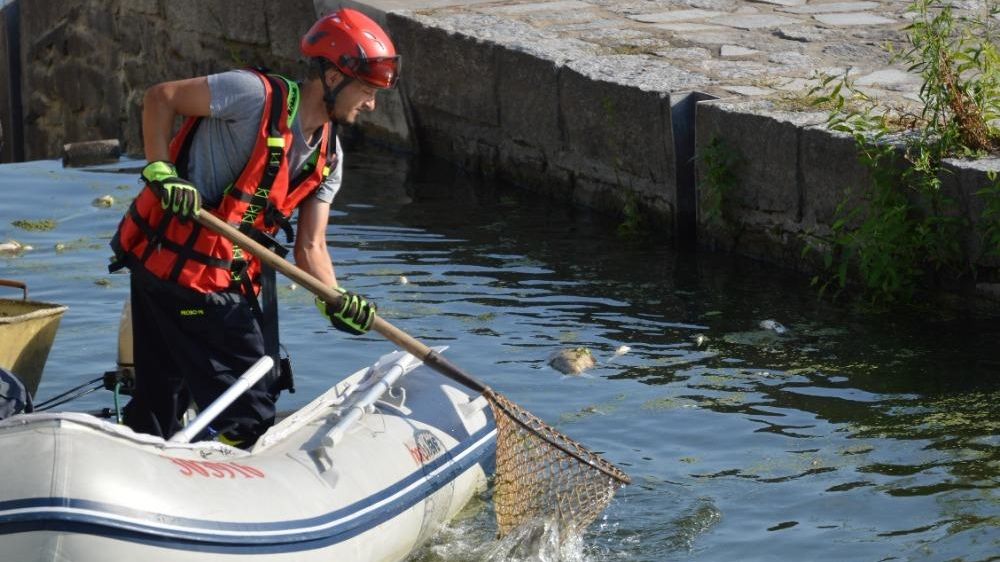 Uhynulých ryb na Břeclavsku jsou desítky tun, rybáři mluví o katastrofě