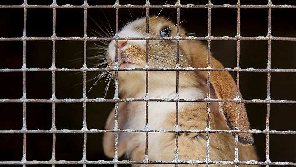 Americká seniorka uvázla v kleci pro králíky, zasahovala policie