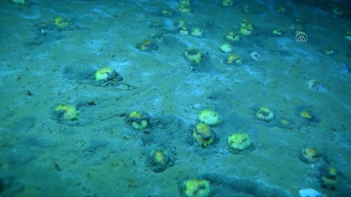 Kvůli nedostatku kyslíku vymírají u Turecka mořští ježci
