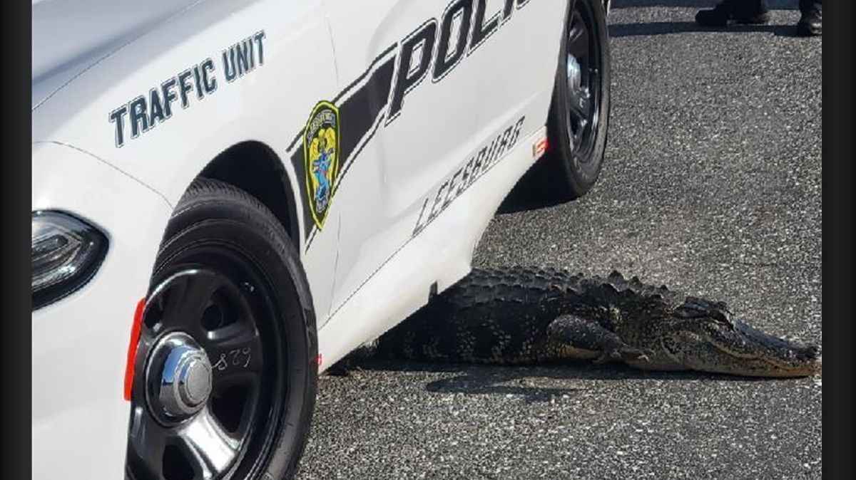 Aligátor se na útěku zasekl pod policejním autem