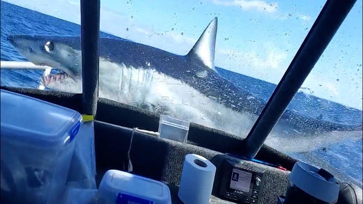 Žralok vyskočil na palubu lodi, o návrat do vody musel pořádně bojovat