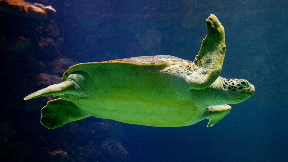 Želva přežila plavbu přes Atlantik, ve zuboženém stavu dorazila k Irsku