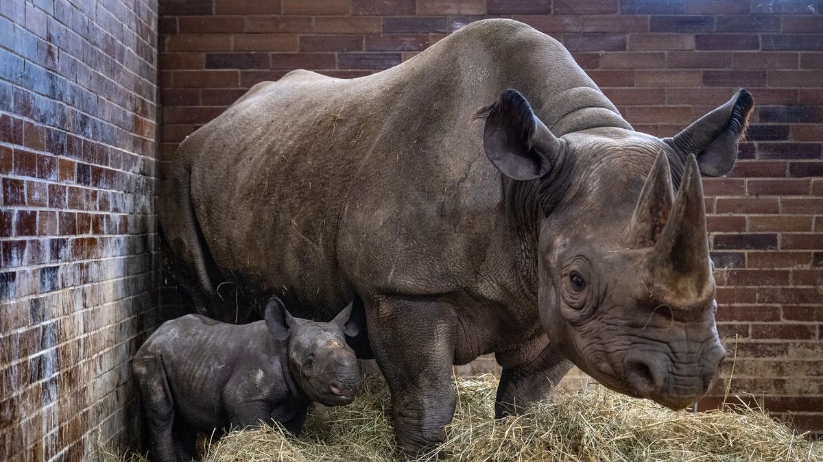 Královédvorský Safari Park poslal do Afriky už přes stovku zvířat