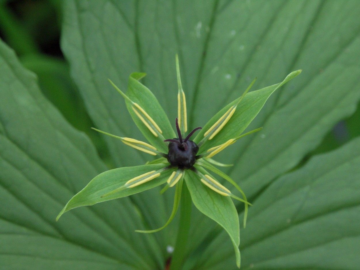 Vraní oko čtyřlisté