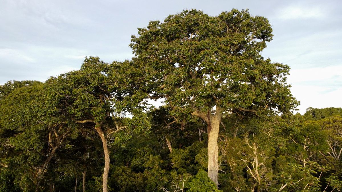 KVÍZ: Tohle jsou nejzajímavější stromy světa. Znáte je všechny?